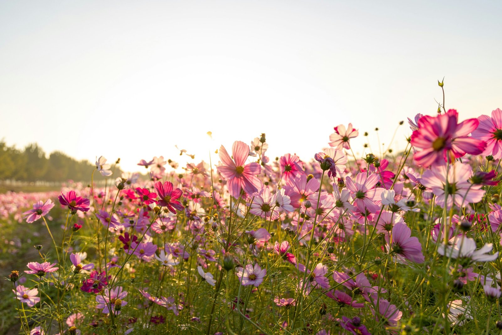 Read more about the article 10 Most Powerful Dua’s (Supplication) from the Quran